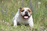BULLDOG ANGLAIS 015